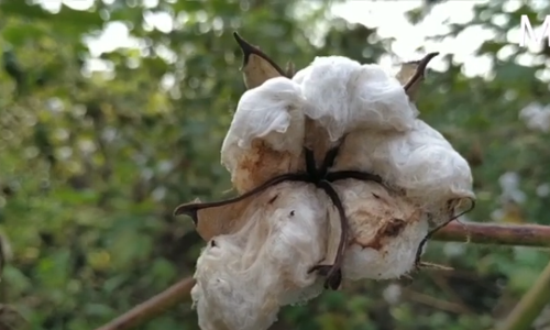 मराठवाडा: परतीच्या पावसाने सोयाबीन, कापूस मातीमोल