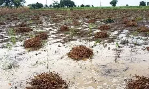 पालकमंत्री शेतकऱ्यांच्या बांधावर, शेतकऱ्यांना काय मिळणार? पालकमंत्री शेतकऱ्यांच्या बांधावर, शेतकऱ्यांना काय मिळणार?