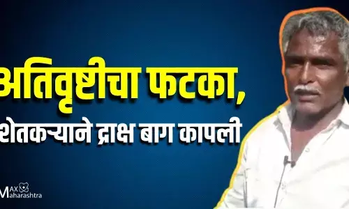 अतिवृष्टीचा फटका, शेतकऱ्याने द्राक्ष बाग कापली