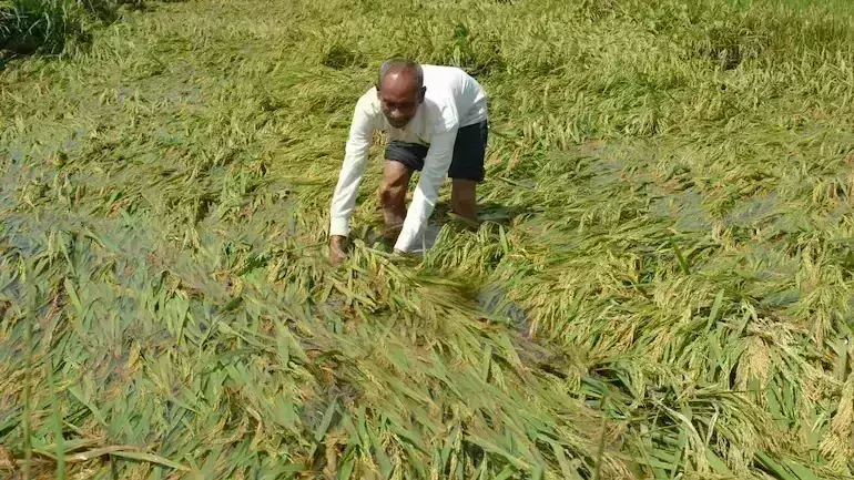 रब्बीच्या हंगामात केंद्रीय पथक करणार खरिपाची पाहणी; केंद्र सरकारचे वरातीमागून घोडे