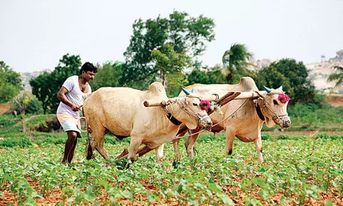 मुख्यमंत्री साहेब शेतकऱ्यांना मदत कधी मिळणार? मुख्यमंत्री साहेब शेतकऱ्यांना मदत कधी मिळणार?