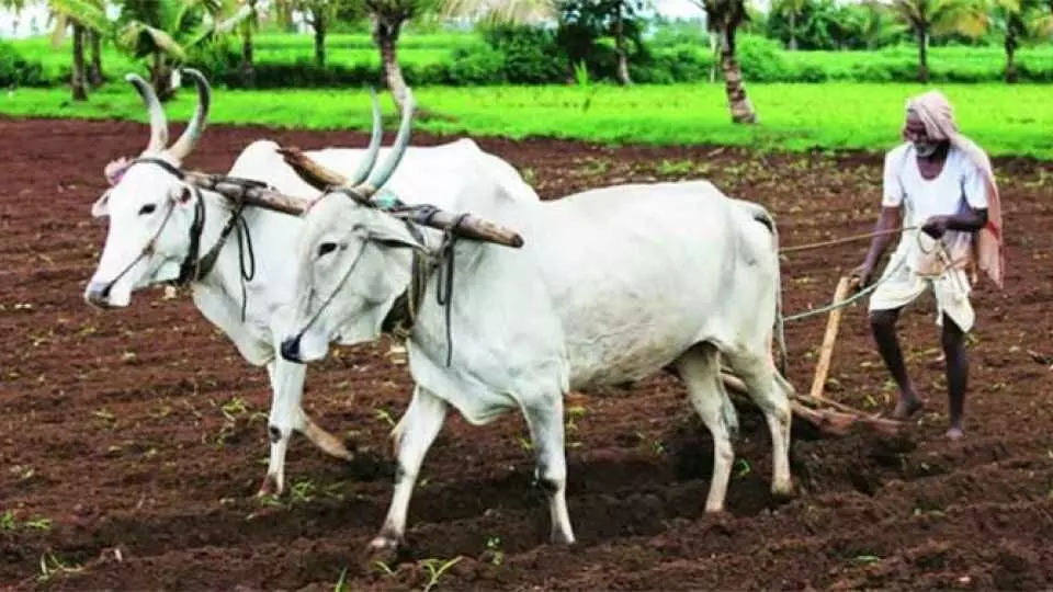 शेतकऱ्यांचा साम्राज्यवादी बहुराष्ट्रीय शत्रू: प्रज्वला तट्टे