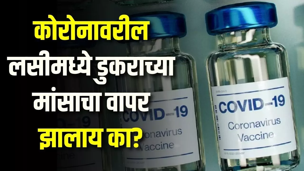 कोरोनावरील लसीसाठी डुकराच्या मांसाचा वापर झालाय का?