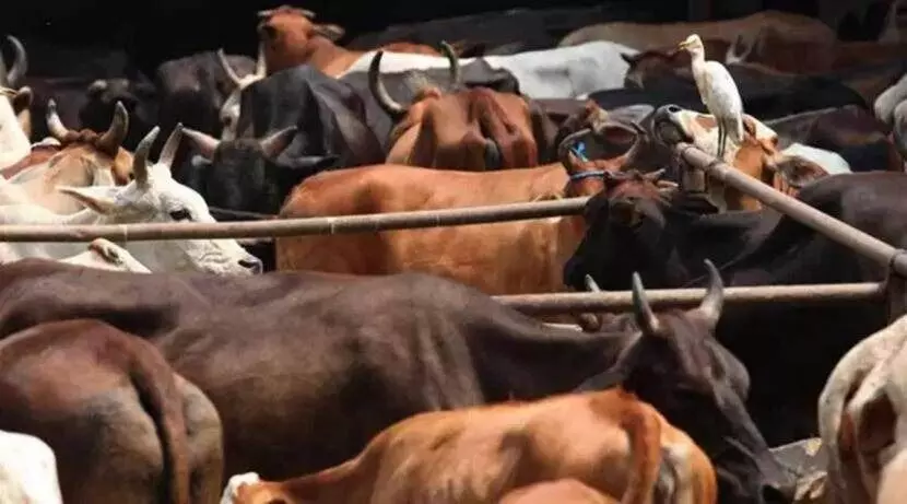 मृत गाय-बैलांची कातडी बाळगणं गुन्हा नाही: हायकोर्ट