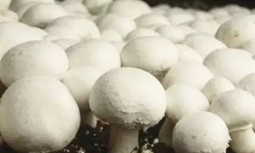 कशी केली जाते मशरूमची शेती? कशी केली जाते मशरूमची शेती?