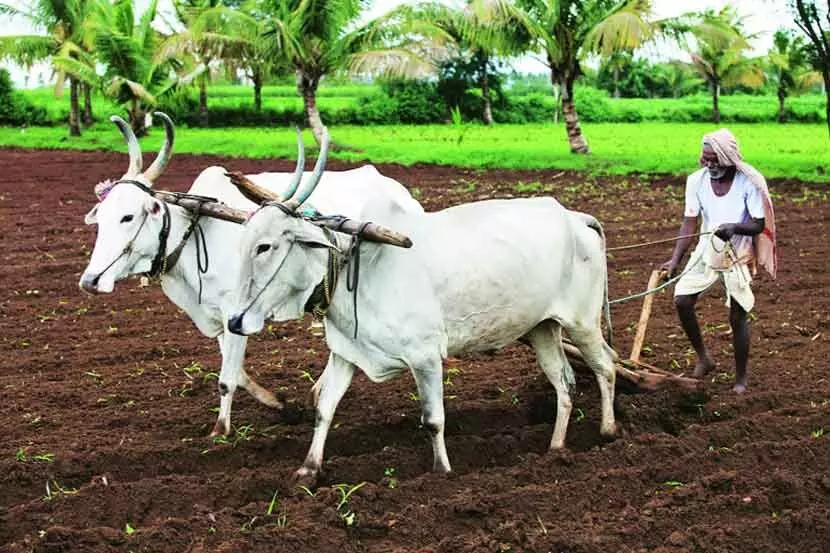 शाश्वत अर्थव्यवस्थेमध्ये शेती कुठं आहे?