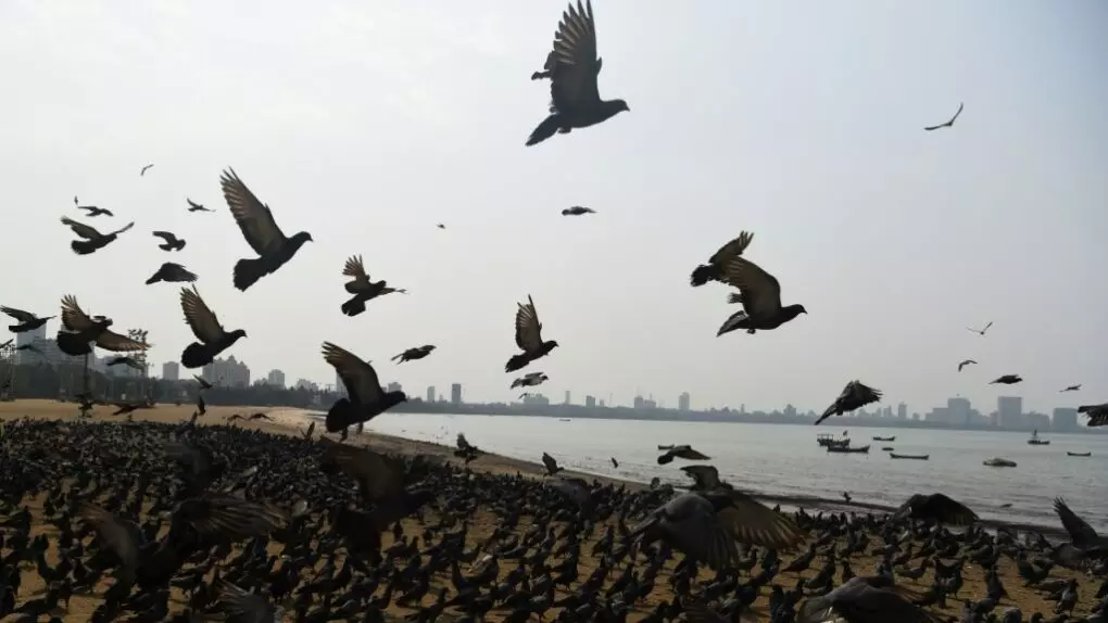 बर्ड फ्लूचा संसर्ग कावळे, बदकांमध्ये - मग बातम्या देतांना कोंबड्यांचे फोटो का?