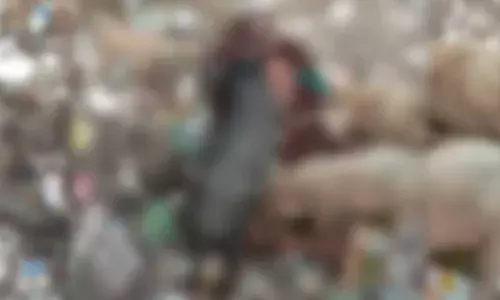 शासकीय रुग्णालयासमोरच डुकरांनी तोडले मानवी मृतदेहाचे लचके शासकीय रुग्णालयासमोरच डुकरांनी तोडले मानवी मृतदेहाचे लचके