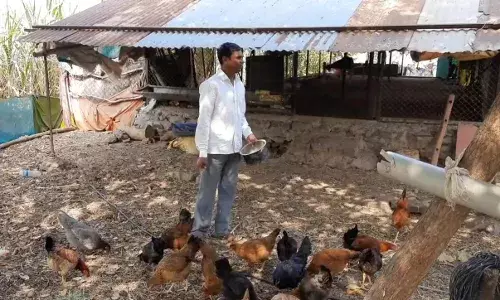 GroundReport : लॉकडाऊनमधून सावरणाऱ्या शेतकऱ्यांना बर्ड फ्लूनं मारलं GroundReport : लॉकडाऊनमधून सावरणाऱ्या शेतकऱ्यांना बर्ड फ्लूनं मारलं