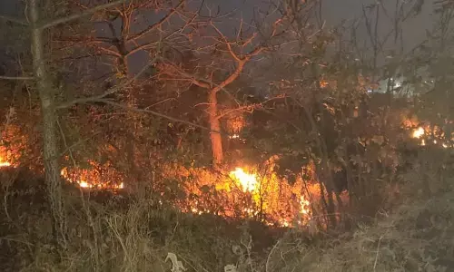 डोंबिवलीतील पक्षी अभयारण्याला पुन्हा आग, घातपाताचा आरोप डोंबिवलीतील पक्षी अभयारण्याला पुन्हा आग, घातपाताचा आरोप