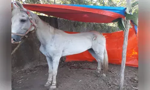 भंडारा: घोड्यांमध्ये आढळला ग्लॅडर्स आजार, नवरदेवांच्या वरातीवर बंदी... भंडारा: घोड्यांमध्ये आढळला ग्लॅडर्स आजार, नवरदेवांच्या वरातीवर बंदी...