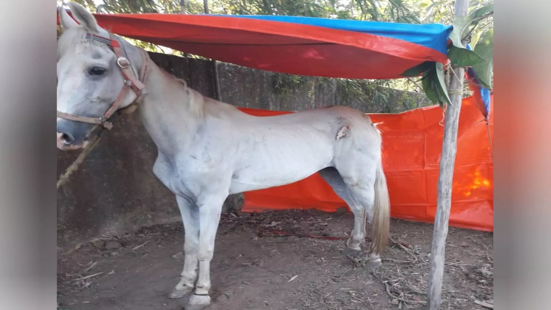 भंडारा: घोड्यांमध्ये आढळला ग्लॅडर्स आजार, नवरदेवांच्या वरातीवर बंदी...