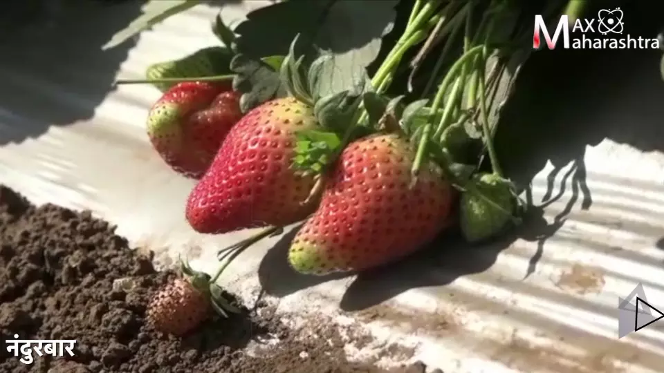 आदिवासीची स्ट्रॉबेरीची शेती तुम्ही पाहिलीय का?