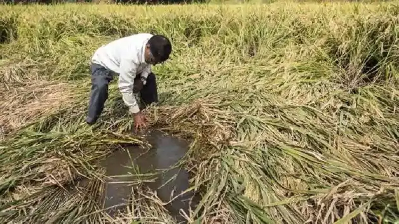 दुष्काळात तेरावा