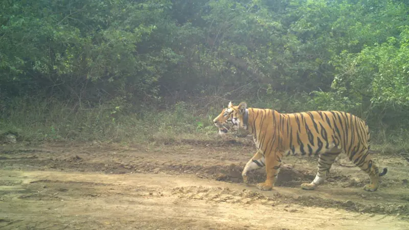 वाघिणीच्या शोधात एका वाघाची 3 हजार किलोमीटर भटकंती