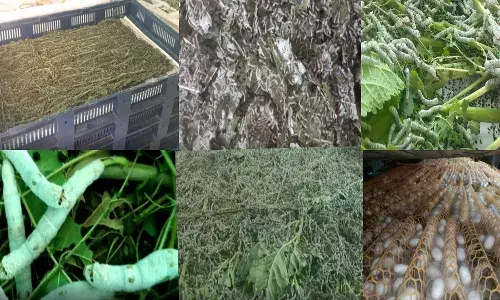 पारंपरिक शेतीऐवजी रेशीम शेती, शेतकऱ्यांना भरघोस उत्पन्न