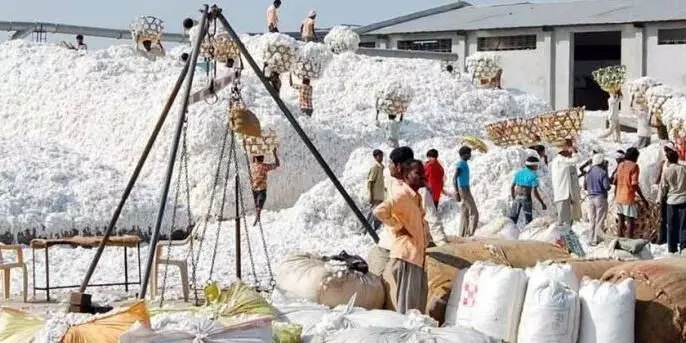 कापूस पणन महामंडळात 500 कोटींचा घोटाळा
