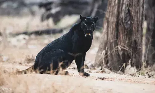 काबिनीच्या ब्लॅक पँथरला पाहताना...