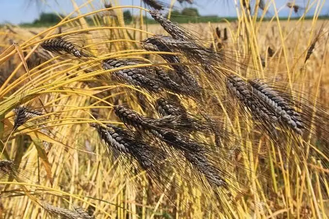 काळे गहू तुम्ही कधी खाल्ले आहेत का?