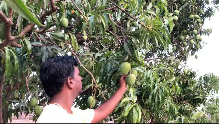 रिफायनरी प्रकल्पामुळे हापूस आंब्याचा व्यवसाय नष्ट  होईल का?