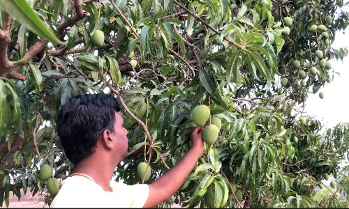 रिफायनरी प्रकल्पामुळे हापूस आंब्याचा व्यवसाय नष्ट होईल का? रिफायनरी प्रकल्पामुळे हापूस आंब्याचा व्यवसाय नष्ट होईल का?