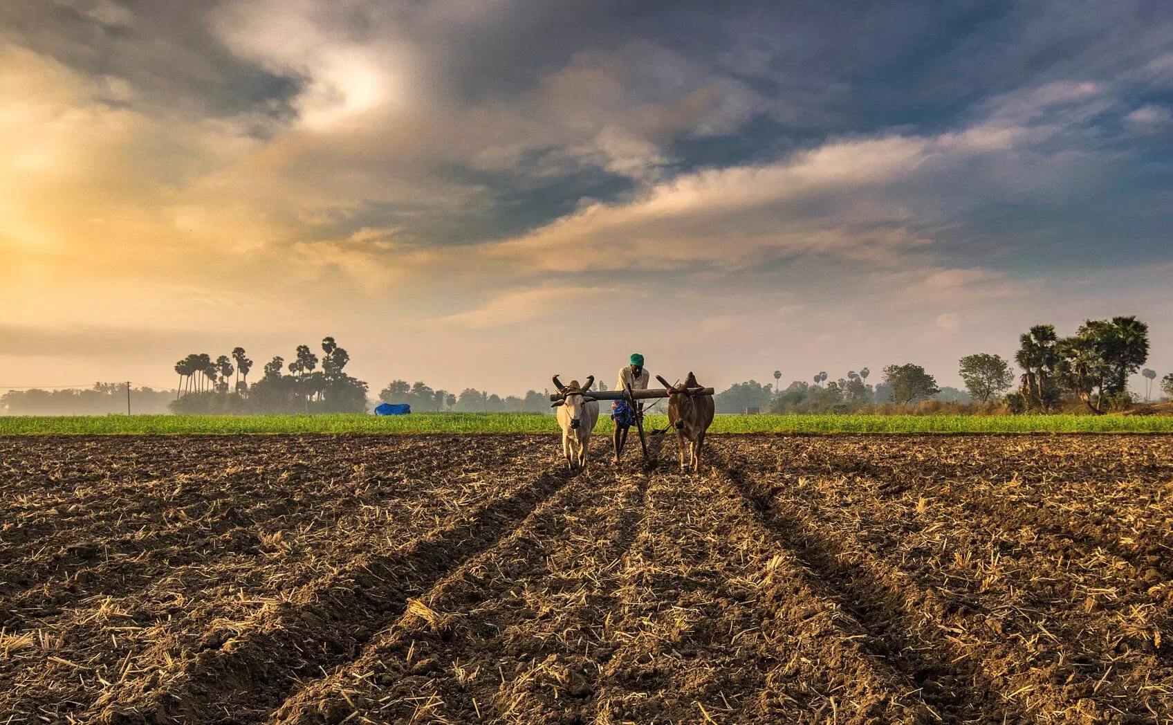वाढत्या तापमान वाढीमुळे महाराष्ट्रातील शेतकऱ्यांचं उत्पादन घटणार, संशोधनातून समोर आली गंभीर बाब