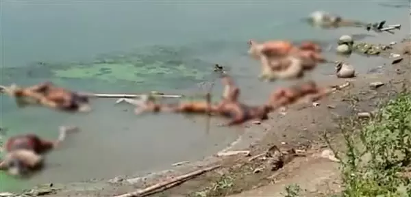 बिहारच्या बक्सर नंतर उत्तर प्रदेशमध्ये नदीमध्ये आढळले मृतदेह
