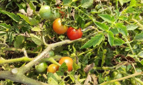 मनिषा भांगे तीन गुंठ्यांत ७५ पीकं घेणारी महिला... मनिषा भांगे तीन गुंठ्यांत ७५ पीकं घेणारी महिला...