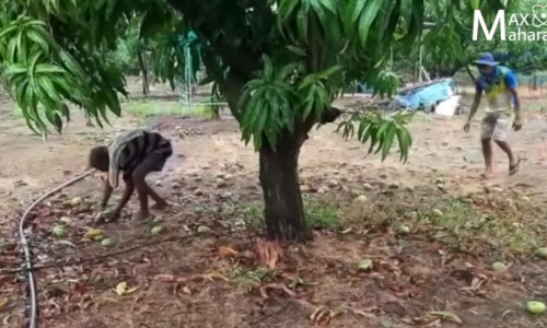 कोकणातील हापूस हंगाम तौक्ते वादळाने संपुष्टात