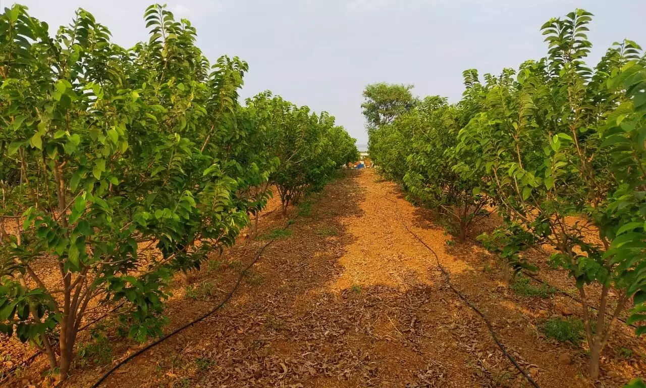 उष्ण हवामान असलेल्या सोलापूर जिल्ह्यातील वाशिंबे येथे बहरतेय सफरचंदाची शेती