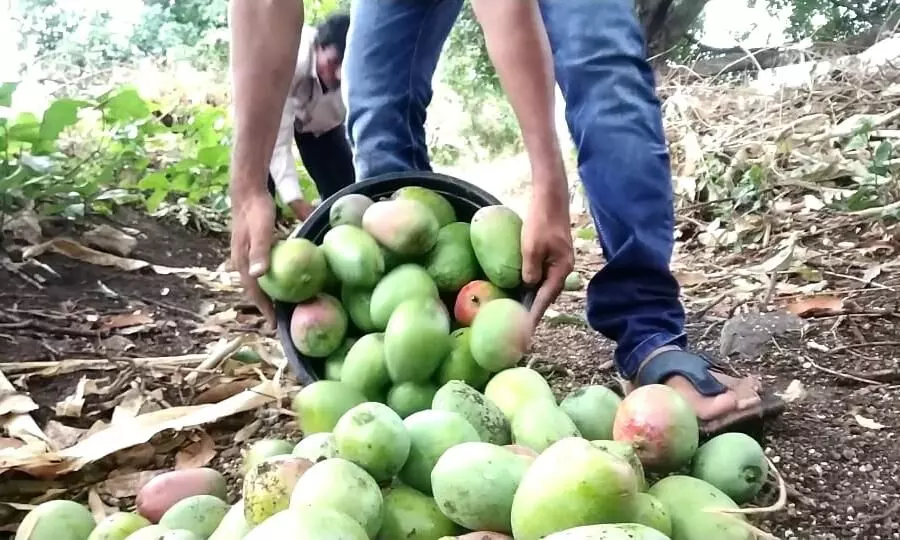 तौक्ते वादळामुळे खान्देशातील हापूस संकटात