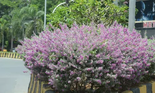 पावसाची चाहूल सांगणारा बॅरोमीटर बुश पावसाची चाहूल सांगणारा बॅरोमीटर बुश