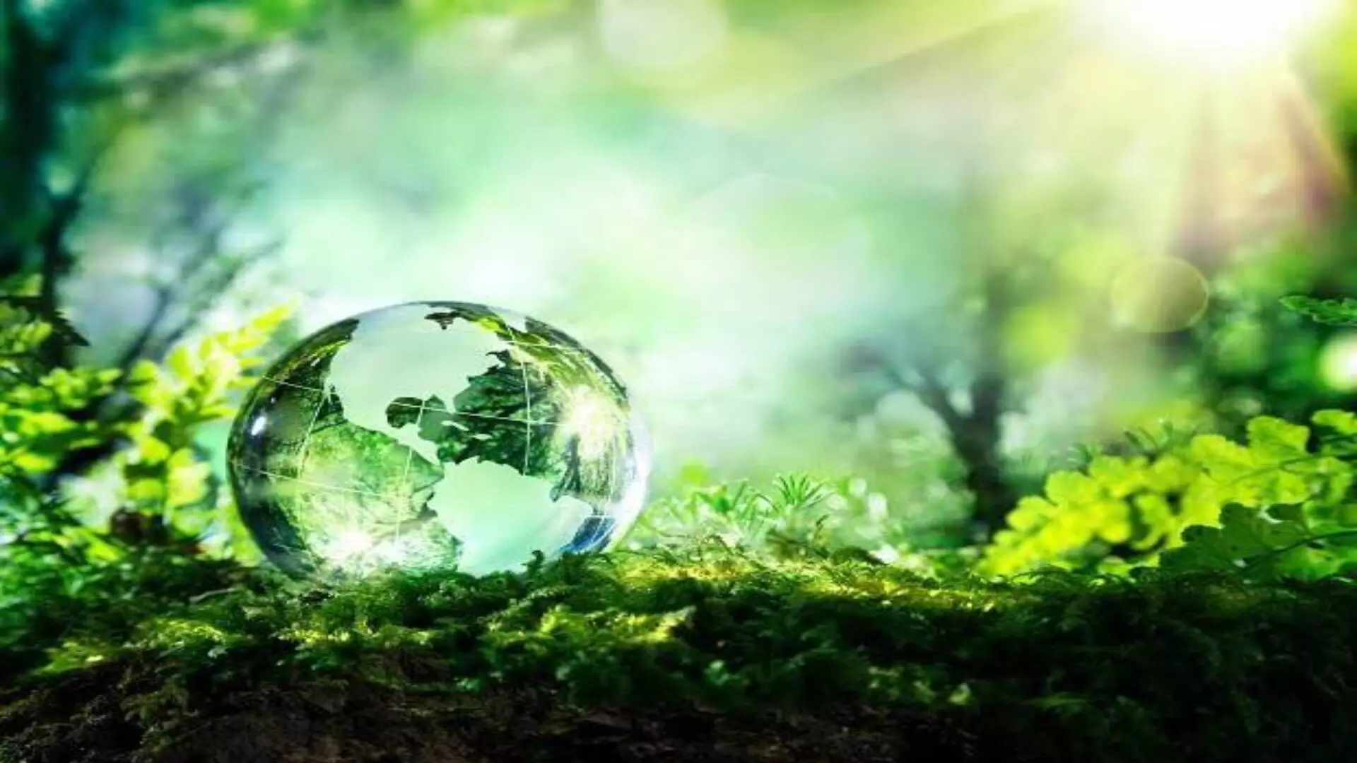 International Environment Day : काय आहे पर्यावरण संवर्धनाचा मास्टर प्लान?
