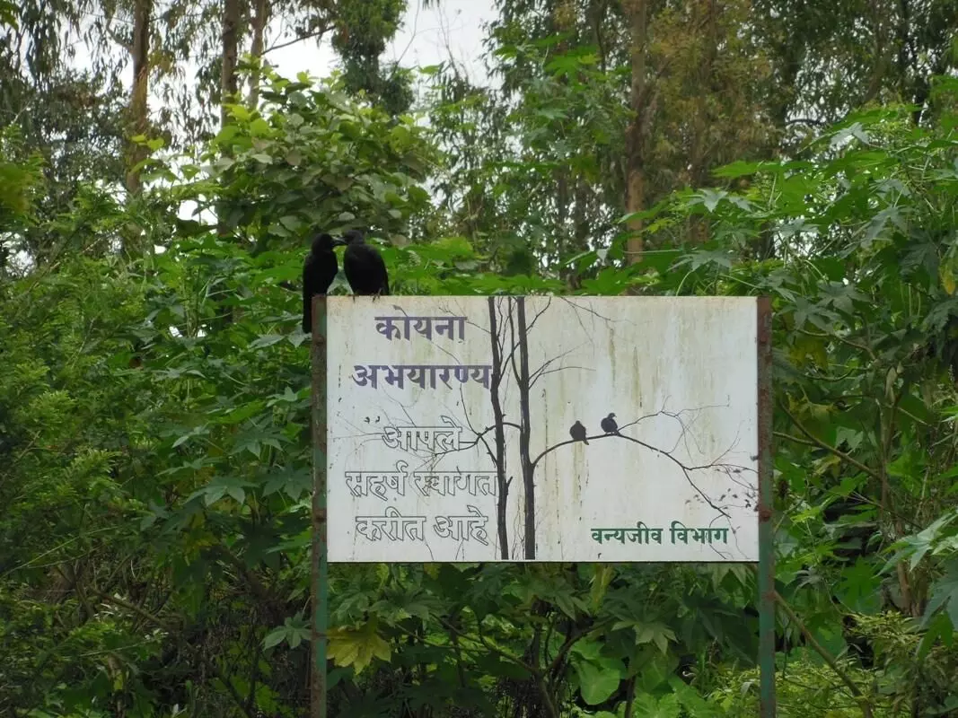 डिस्कवर कोयना टीमची पर्यावरण बांधिलकी