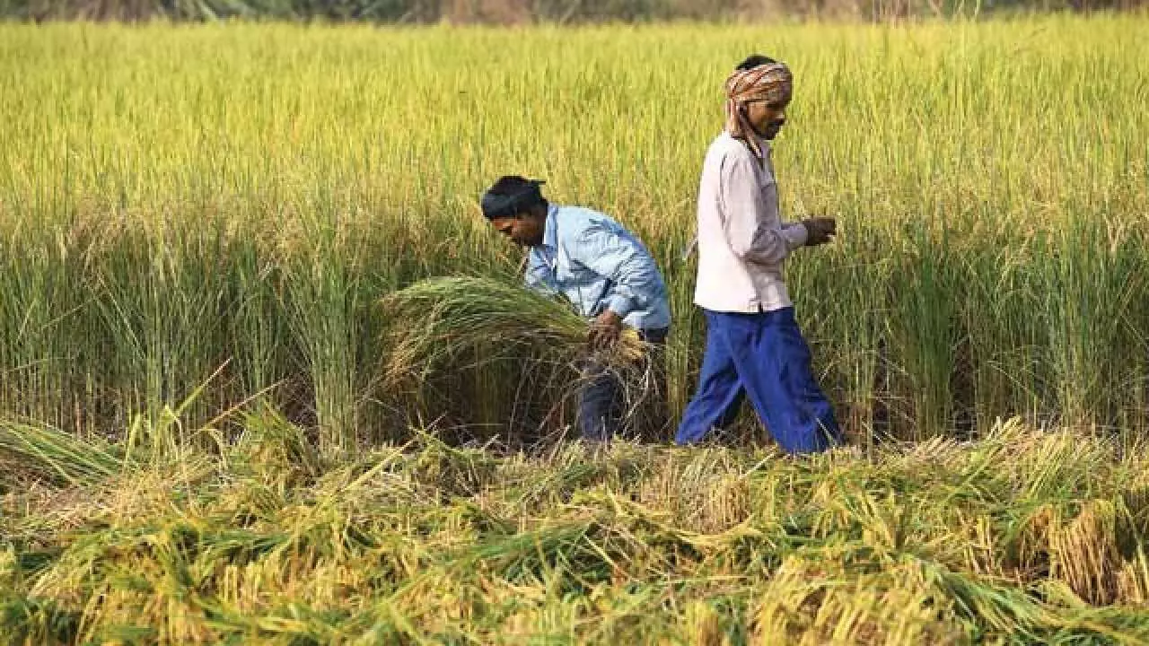 पिकांचे हमीभाव जाहीर, कोणत्या पिकाला किती आहे हमीभाव?