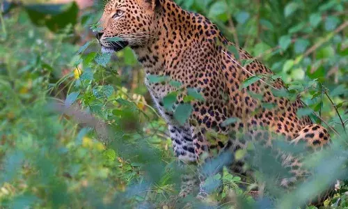 ऊस पट्ट्यात बिबट्याचा वावर वाढला, वन विभागाच्या सूचना जारी... ऊस पट्ट्यात बिबट्याचा वावर वाढला, वन विभागाच्या सूचना जारी...