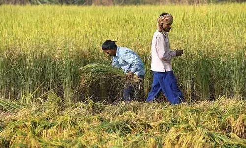 पिकांचे हमीभाव जाहीर, कोणत्या पिकाला किती आहे हमीभाव? पिकांचे हमीभाव जाहीर, कोणत्या पिकाला किती आहे हमीभाव?