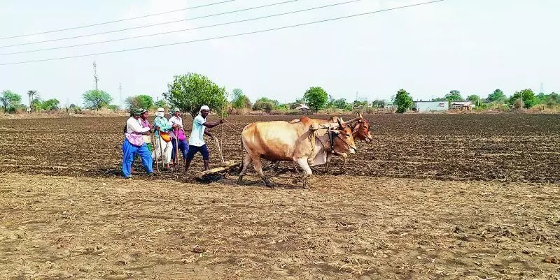 दुबार पेरणीचं संकट टाळण्यासाठी विदर्भातील शेतकऱ्यांना कृषी विभागाचा सल्ला