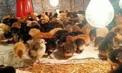 बोगस बियाण्यानंतर आता बोगस पोल्ट्री खाद्याचा सुळसुळाट बोगस बियाण्यानंतर आता बोगस पोल्ट्री खाद्याचा सुळसुळाट