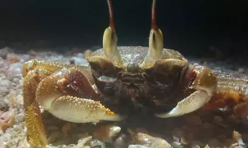 खेकड्यांची दुनिया व निसर्गाची मॅनेजमेंट