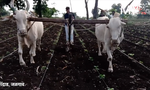 Max Maharashtra Impact : बोगस बियाणे देणाऱ्या कंपनीला शेतकऱ्यांना भरपाई देण्याचे आदेश