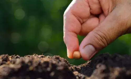 काय आहे घरगुती बियाणांची चळवळ? कृषी विभाग शेतकऱ्यांना बोगस बियाणांपासून कसं वाचवणार? काय आहे घरगुती बियाणांची चळवळ? कृषी विभाग शेतकऱ्यांना बोगस बियाणांपासून कसं वाचवणार?