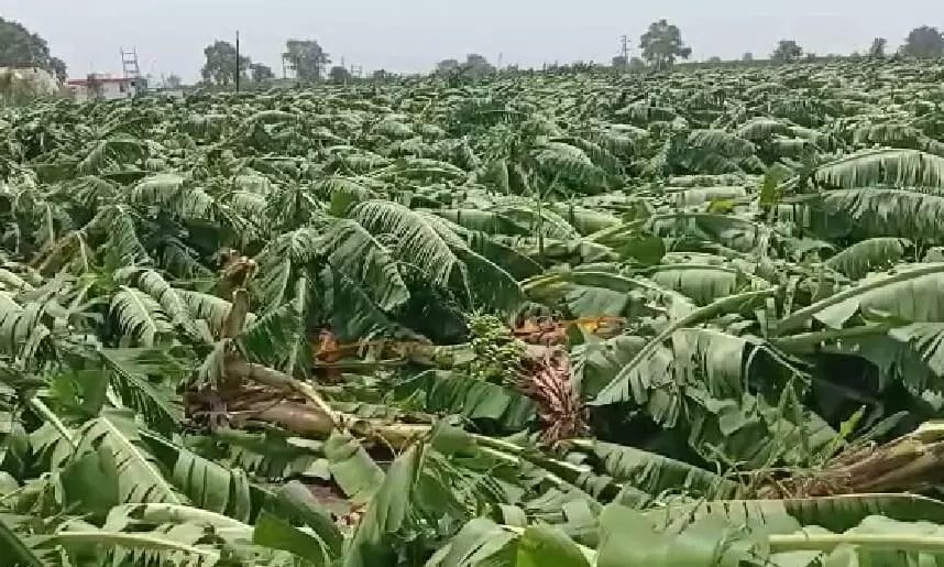 पीक विमा मिळवण्यासाठीही शेतकऱ्यांचे हाल, विमा कंपनीचे प्रतिनिधी पैसे घेत असल्याचे उघड