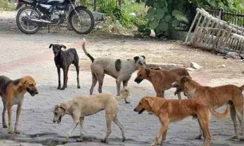 प्रसंग: रस्त्यावरच्या कुत्र्यांचा जीव घेण्याचा अधिकार तुम्हाला कोणी दिलाय? प्रसंग: रस्त्यावरच्या कुत्र्यांचा जीव घेण्याचा अधिकार तुम्हाला कोणी दिलाय?