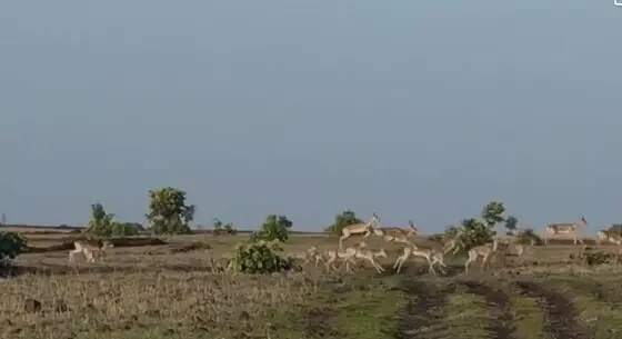 Ground Report : हरणांच्या कळपांचा शेतात विहार, पीक उध्वस्त झाल्याने शेतकरी बेजार