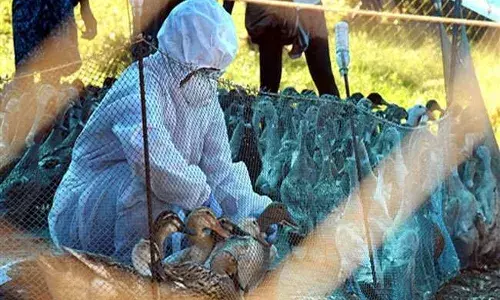 देशात बर्ड फ्लूचा पहिला बळी, टाळ्या आणि थाळ्यांनी काही होणार नाही - सामना देशात बर्ड फ्लूचा पहिला बळी, टाळ्या आणि थाळ्यांनी काही होणार नाही - सामना