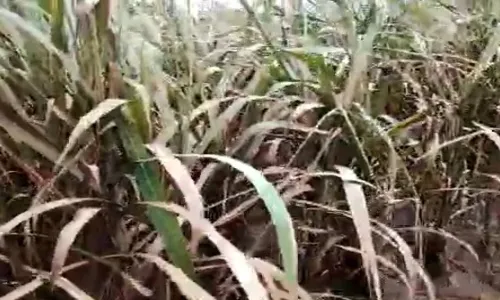 गोड ऊस कडू झाला, शिराळ्यात हजारो एकर ऊस शेतीला पुराचा फटका गोड ऊस कडू झाला, शिराळ्यात हजारो एकर ऊस शेतीला पुराचा फटका