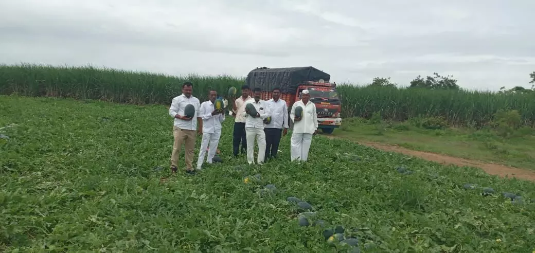 कलिंगडाच्या उत्पादनातून शेतकऱ्याने कमावले ५० दिवसात ५० लाख रुपये