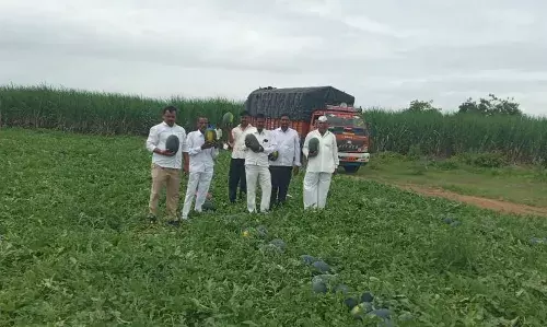 कलिंगडाच्या उत्पादनातून शेतकऱ्याने कमावले ५० दिवसात ५० लाख रुपये