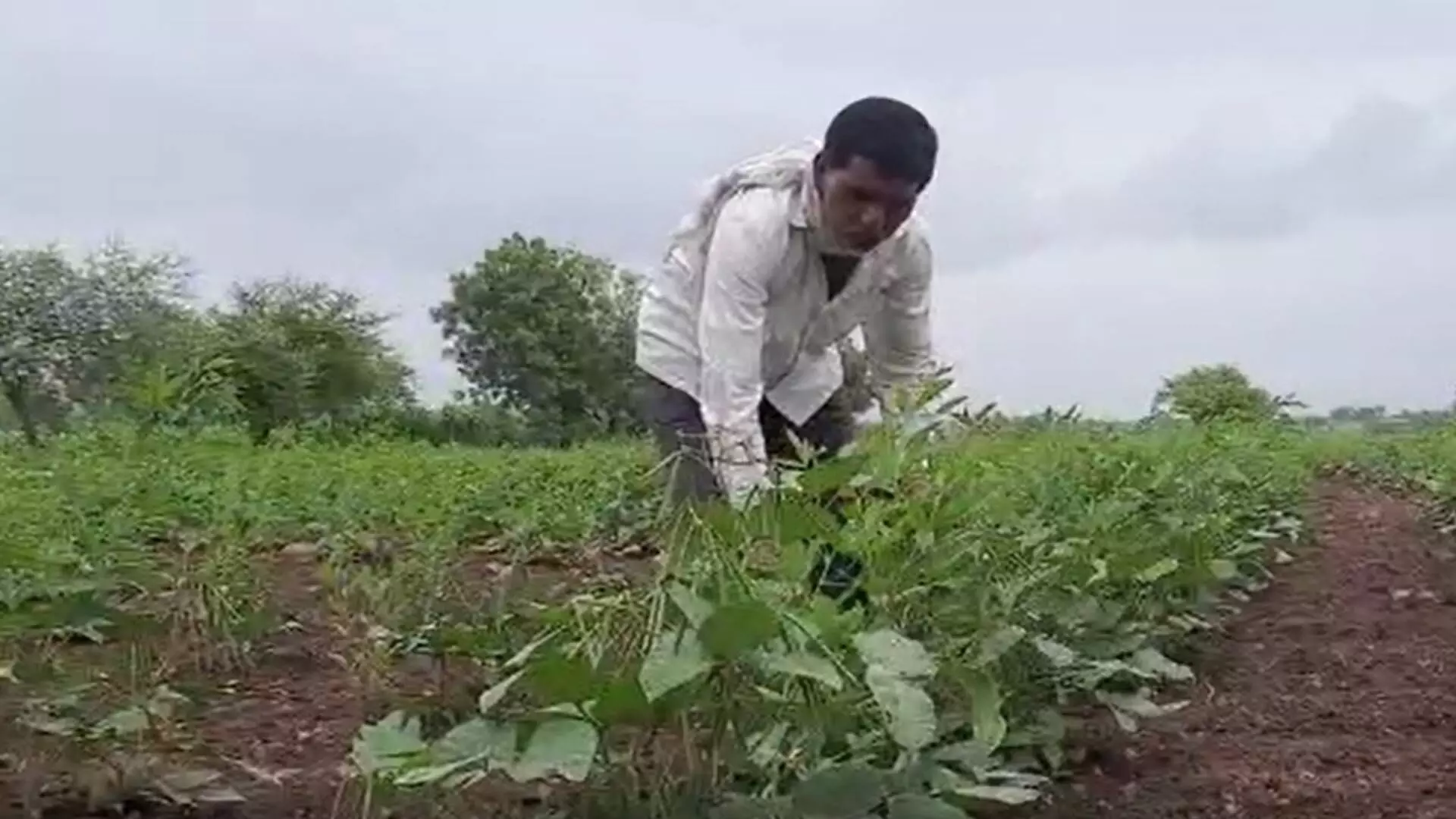 पंधरा दिवसांपासून पावसानं ओढ दिल्यानं शेतकरी चिंतेत